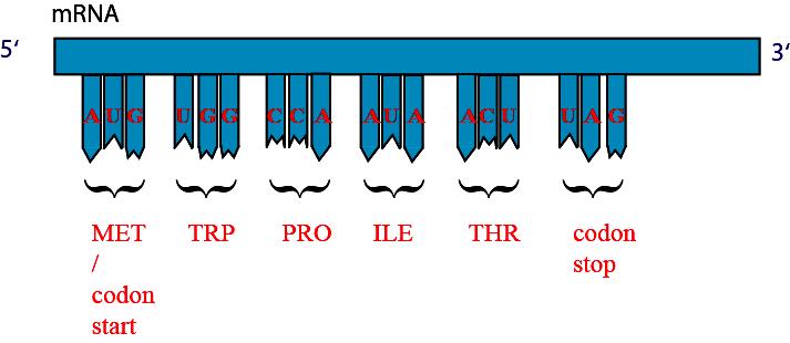 TRANSLATION The process of reading the mrna sequence and creating the protein is called translation Protein are made of