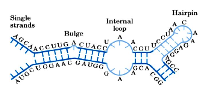 RNA secondary structures Single stranded bases within a stem form a bulge or bulge loop if the single stranded bases are