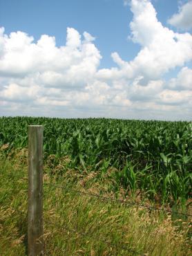 Action Plan Concept #15 Durham Biofuels Program Develop a program to encourage farmers to grow dedicated energy crops for the production of second generation bio-fuels (cellulosic ethanol and