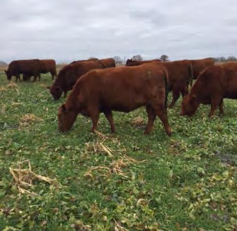 2. ALTERNATING SMALL RUMINANT/LARGE RUMINANT GRAZING ADVANTAGE: Focus your attention on one species Allows greater control/pressure on plant species Great mitigator of parasites Ideal for