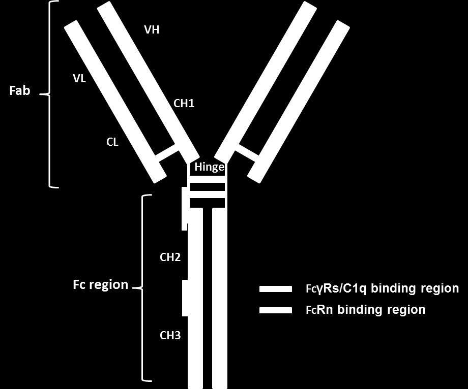 Figure 1. General structure of a Human IgG antibody. N.B. FcγRs bind closely to the hinge region whereas FcRn binds closer to the tail of the Fc region.