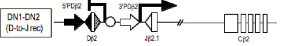 Figure 2.13: Model for differential transcription within Dβ2 cassette.