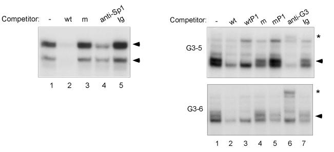 A B Figure 2.5: Sp1 and GATA-3 bind downstream of Dβ2.