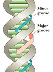 DNA vs. RNA and their roles DNA is less vulnerable than RNA for multiple reasons. RNA DNA Consequence 1.