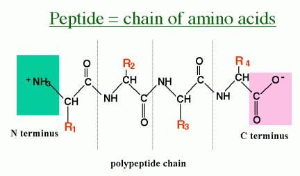 g. Lysine Protein structure and their function Alpha amino acid The alpha amino acid is the standard form of all amino acids, with an alpha carbon, amino group, carboxyl group and a side chain.