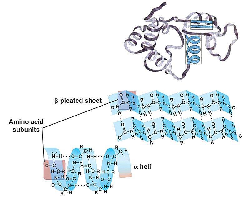 Proteins and forces 3D shape of proteins Proteins are only biologically active when they have the right shape.