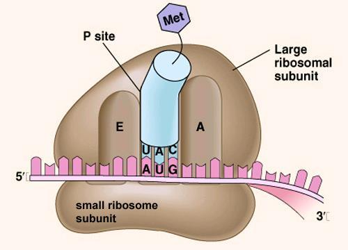 Ribosomes Made up of rrna Composed of two subunits one large and one small Ribosomes can be free in the cytosol or