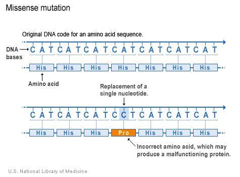 Missense mutation: a base change that