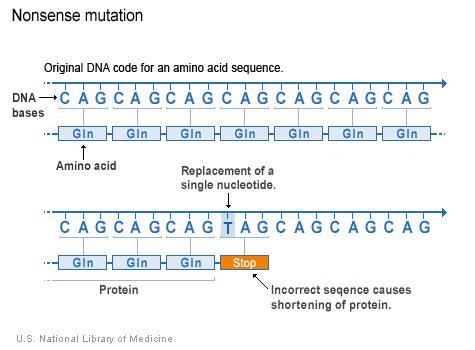 Nonsense mutation: a base change that results in substituting a stop codon