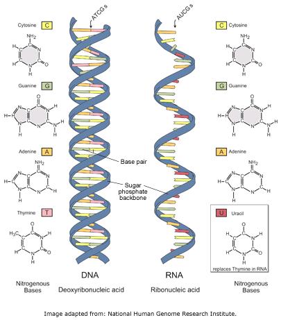 RNA vs.