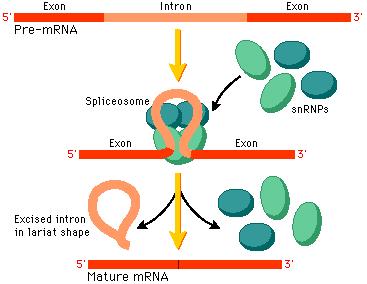 Splicing In order for the pre-mrna to leave the nucleus and travel to the ribosomes in the cytoplasm for translation, it must be made
