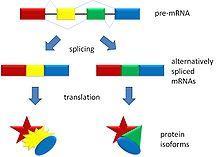 Alternative Splicing Not all exons are always left sometimes they get spliced out as well Therefore,