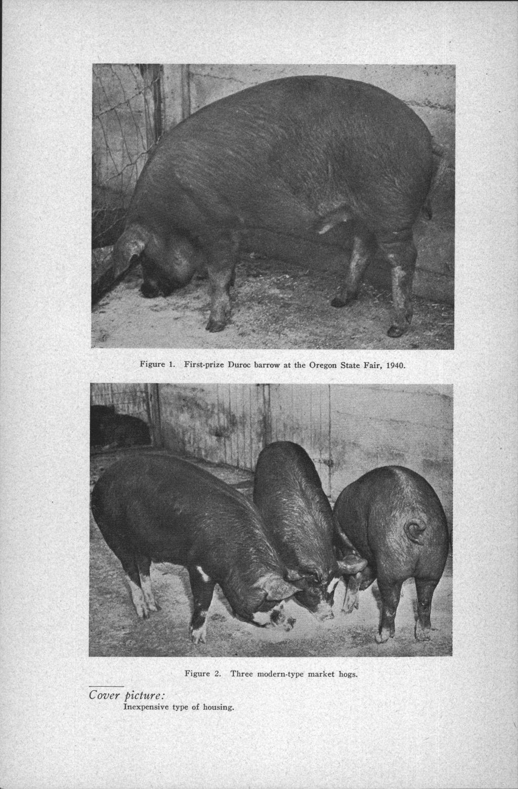 Figure 1. First-prize Duroc barrow at the Oregon State Fair, 1940. Figure 2.