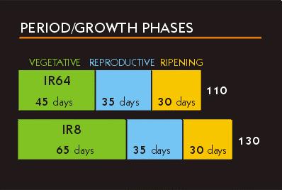 Reproductive Stage: This stage is from end of Panicle initiation to flowering (35 days).