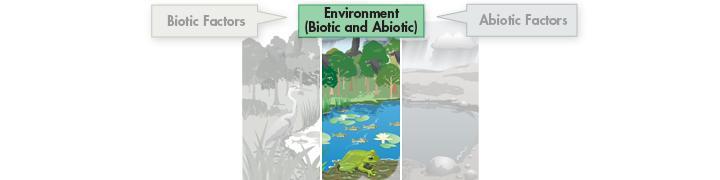 Biotic and Abiotic Factors Together In addition, trees and shrubs affect the amount of sunlight the shoreline receives, the range of temperatures it