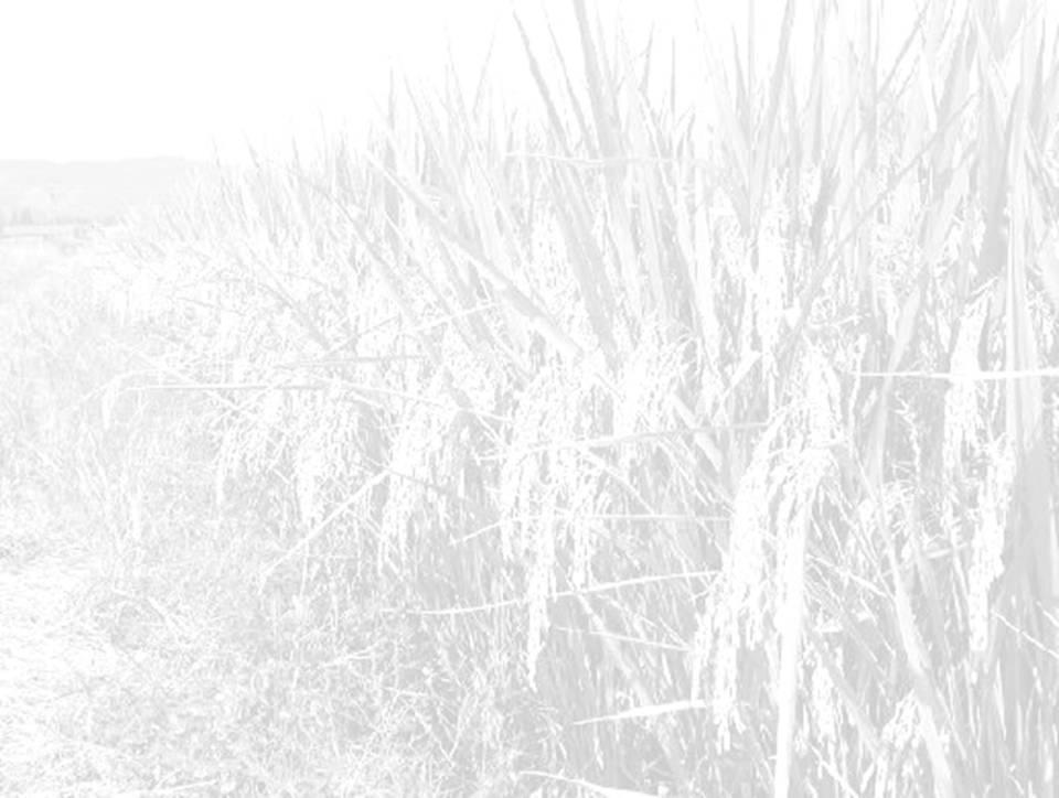 1/36 CNIIR/ZHU Water retaining in paddy field: in a case