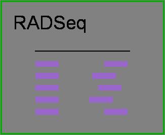 RADSeq - classic Enzyme restriction, mechanical shearing + broad size selection