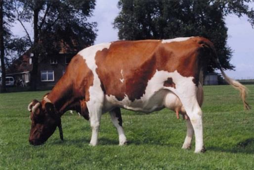 breeds Dutch Friesian Red and White <