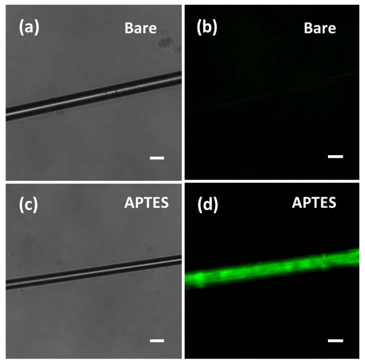 Figure S2. APTES characterization. a) and b) are bright field and fluorescence images of bare fiber, c) and d) are bright field and fluorescence images of APTES functionalized fiber, respectively.