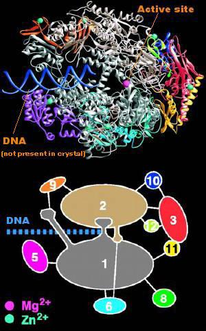 RNA Polymerase The enzyme that constructs the RNA from