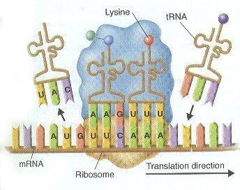Ribosome pulls mrn strand through one codon at a time c.