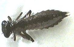 nymph Sow