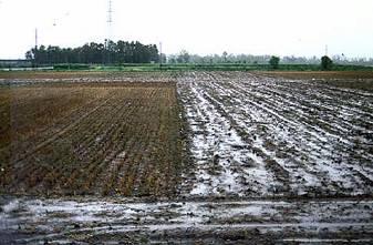 Crop residues and biofuel feedstock in dry lands Removal of crop residues contributes to water runoff, soil erosion and, through loss of soil organic matter, long-term degradation