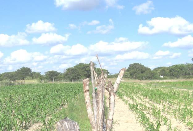 Results in the field Zimbabwe Zimuto - Effect of CA on Maize Yield on Farmers' Fields Mr.