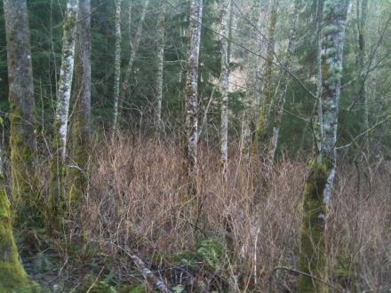 alder woods: Regeneration Principles