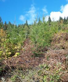 Silviculture and forest