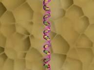 How DNA Replication Occurs DNA replication is the process by which DNA is copied in a cell before a cell divides.