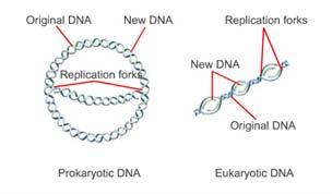 How DNA Replication Occurs, continued Replication Forks Increase the Speed of Replication Each new DNA molecule is made of one strand of nucleotides from the original DNA molecule and one new strand.