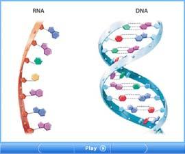 RNA Structure and Function Comparing DNA and RNA RNA has the sugar ribose instead of deoxyribose and uracil