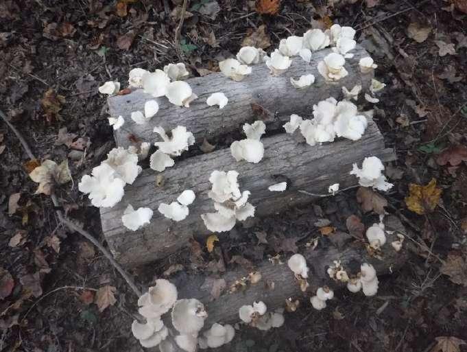 Carbon Sources: Wood or Straw? Mushrooms can be grown on logs using plug spawn.