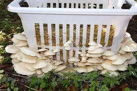 In Summary - Mushrooms will grow on nearly