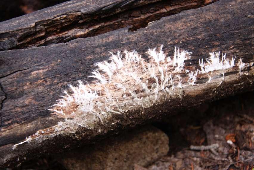 What is the Mycelium Doing?