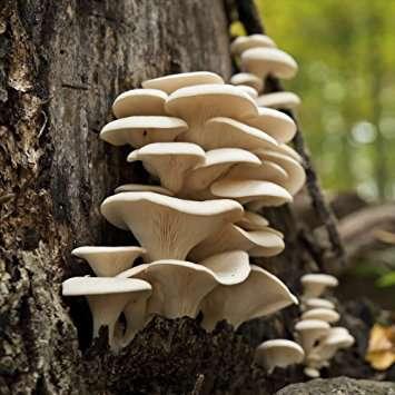 Common Substrates in Nature The Oyster Mushroom is a saprotroph.