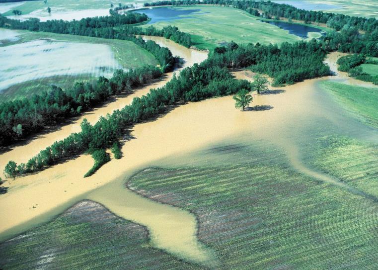 Case Studies: Floodplain Tennessee How Well can This Wetland