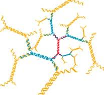 The advantage of dendrimers is their ability to deliver multiple (hundreds) labels to
