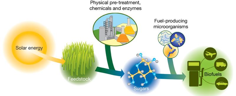 Bioconversion Plants convert energy from sunlight into chemical energy (photosynthesis).