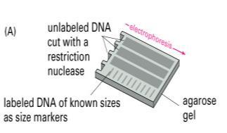 Steps in southern blotting 1. Digest the DNA with an appropriate restriction enzyme. 2.