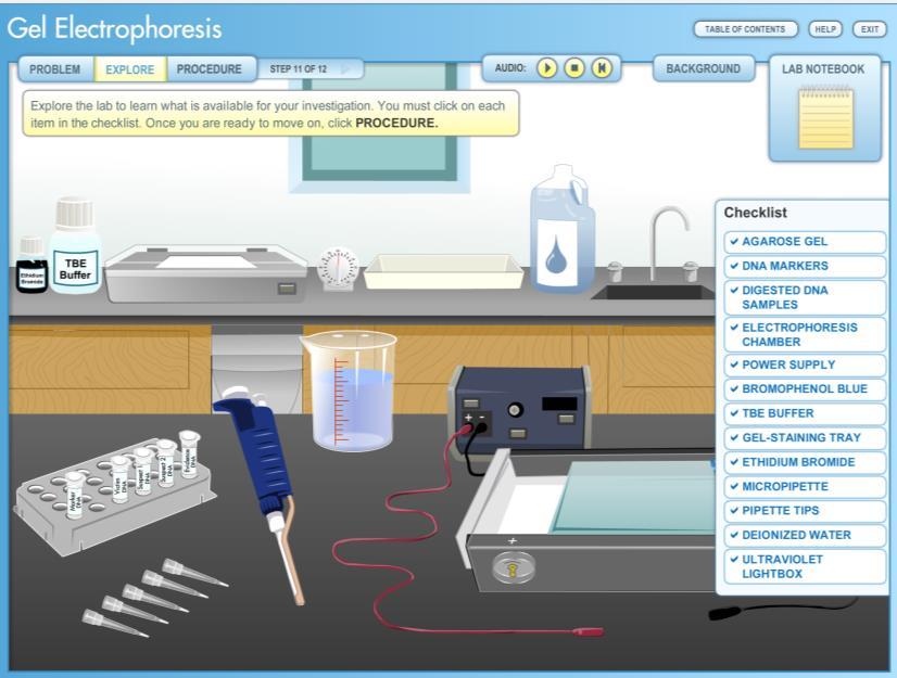 Place your screenshot here Gel electrophoresis (Virtual Lab)