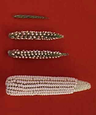 teosinte Early cultivated maize Crop biotechnology has a long history Tomato ancestor (5 g)