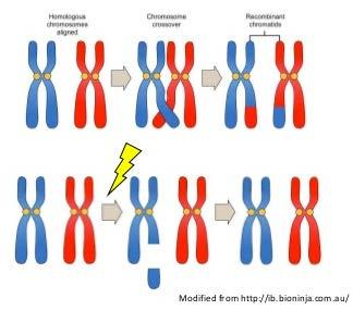 Double Strand DNA Breaks Naturally Crossing over during meiosis