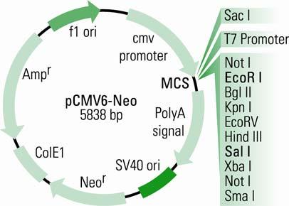 Physical Map of pcmv6-neo pcmv-neo (5838 nucleotides) Feature Function Location CMV Promoter protein expression promoter bases 201-926 T7 promoter in vitro transcription promoter bases 953-971
