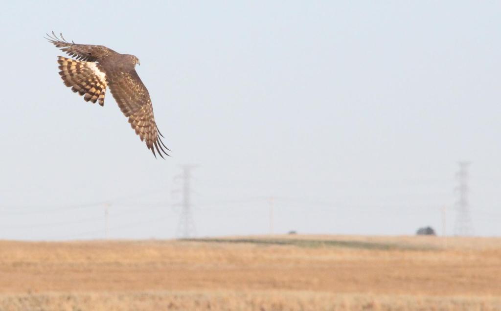 PROJECT - PUBLIC LANDS & PROGRAMS EDITION Issue 2 Project - Public Lands & Programs Edition Northern Harrier PUBLIC ACCESS PROGRAM - HUNTING IN THIS ISSUE Public Access Program Update Public Access