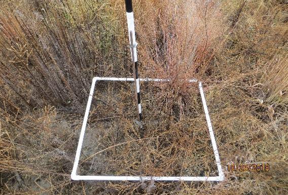 PROJECT - PUBLIC LANDS & PROGRAMS EDITION Issue 2 MANAGING PUBLIC LANDS Rx Grazing With the use of temporary electric fence grazing can control Downy brome aka Cheatgrass.