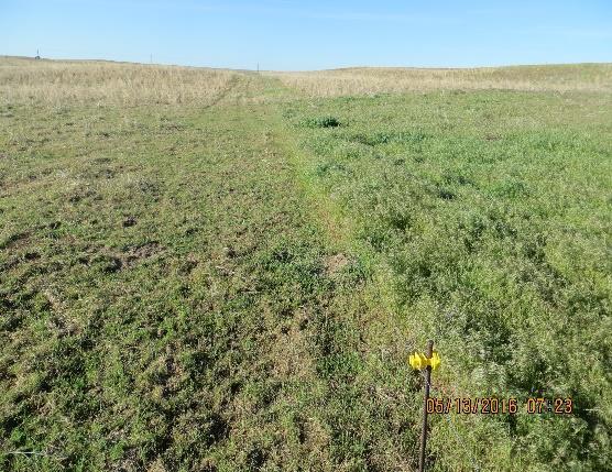 This method required several samples within each previously irrigated circle, that is now seeded to a native grass mixture, to be taken and recorded on an evaluation form.