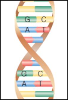 Structure of DNA If we take a close up of DNA what do we notice about the DNA molecule itself?