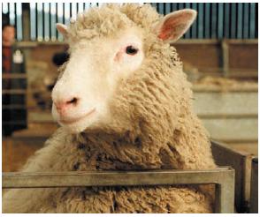 Dolly Dolly was the world's first cloned sheep.